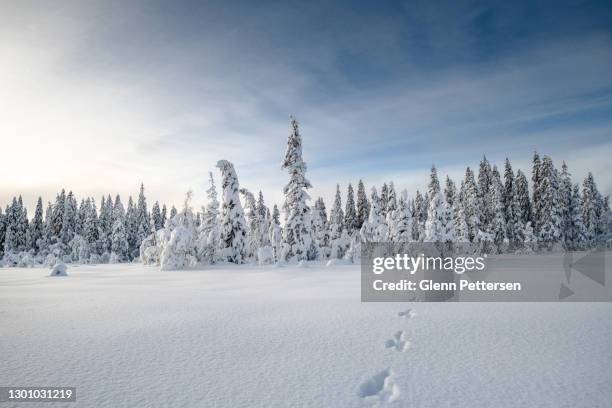 forêt enneigée en norvège. - scandinavie photos et images de collection