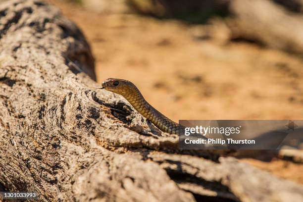 tiger snake on dead tree log in australia outback country - snakeskin stock pictures, royalty-free photos & images