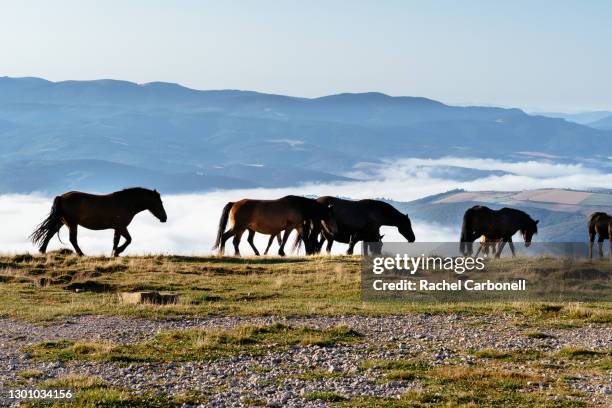 wild irati horses on tapla mountain pass between ochagavía and irati forest. - navarra stock pictures, royalty-free photos & images