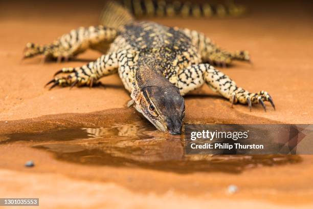 nahaufnahme von spitze monitor eidechse legen auf rotem sand schmutz trinken aus einem pool von wasser in outback australien - lace monitor stock-fotos und bilder