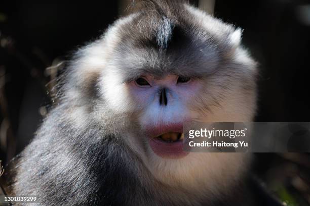 black snub-nosed monkey - yunnan snub nosed monkey stock-fotos und bilder