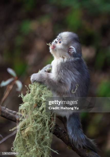 black snub-nosed monkey - yunnan snub nosed monkey stock-fotos und bilder