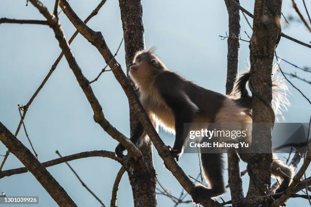 black snub-nosed monkey - yunnan snub nosed monkey stock-fotos und bilder