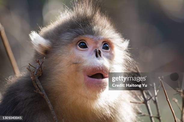 black snub-nosed monkey - yunnan snub nosed monkey stock-fotos und bilder