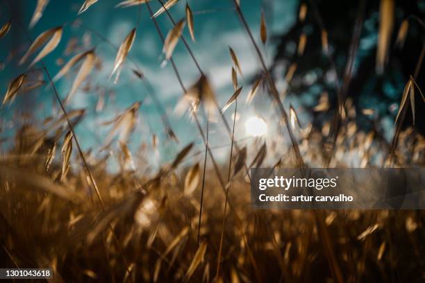 close up of summer wheat field background, field of gold and blue sky - cinematografi bildbanksfoton och bilder