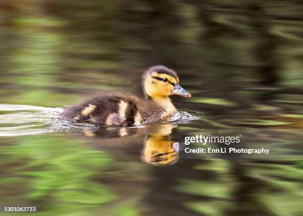 adorable baby mallard duckling in water - water glide stock pictures, royalty-free photos & images