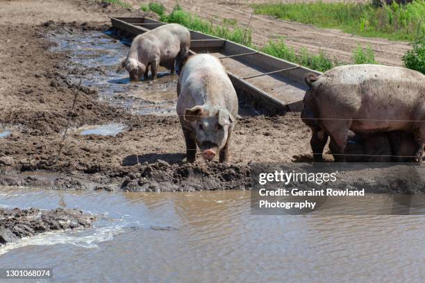 pig farming - swine influenza virus stock pictures, royalty-free photos & images