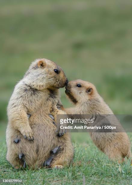 close-up of woodchucks on field - marmota stock-fotos und bilder