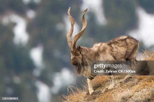 side view of markhor walking on mountainside,chitral gol national park,pakistan - markhor stock-fotos und bilder