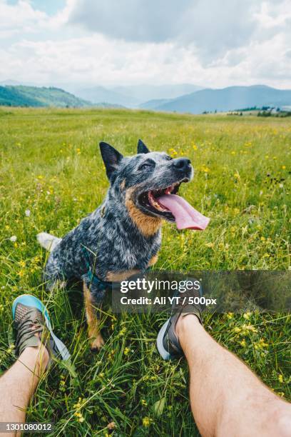 low section of man with australian cattle dog on grassy field - australian cattle dog stock pictures, royalty-free photos & images
