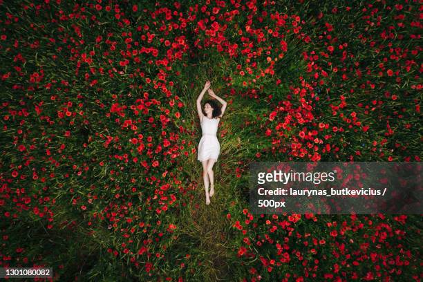 directly above shot of young woman lying in poppy field,lithuania - blüten von oben stock-fotos und bilder