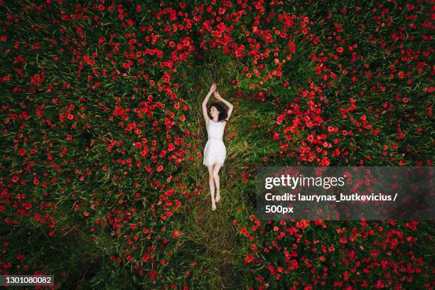 directly above shot of young woman lying in poppy field,lithuania - papaverveld stockfoto's en -beelden