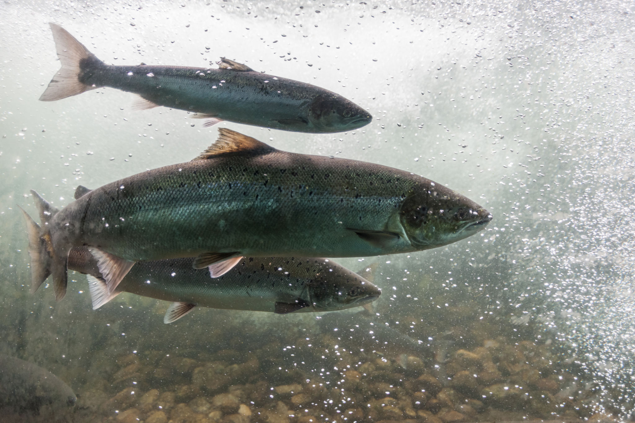 sustainable fishing
