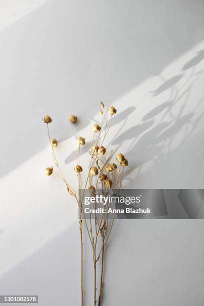 dry wild flowers over white background. greeting card with copy space. flat lay, top view. - dried plant stock pictures, royalty-free photos & images