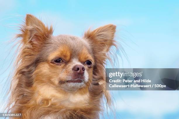 close-up of chihuahua against sky,scheldelaan,belgium - long haired chihuahua fotografías e imágenes de stock