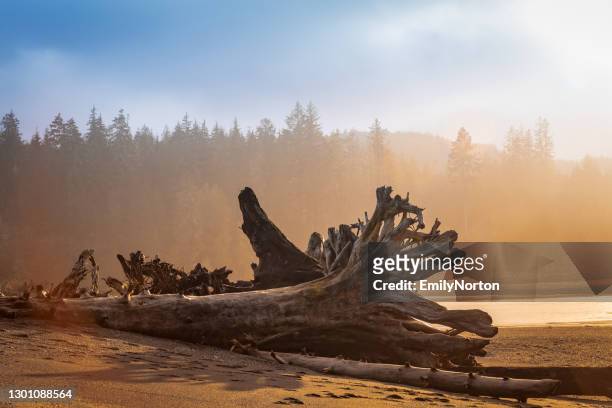 port renfrew, vancouver island, canada - british columbia stock pictures, royalty-free photos & images