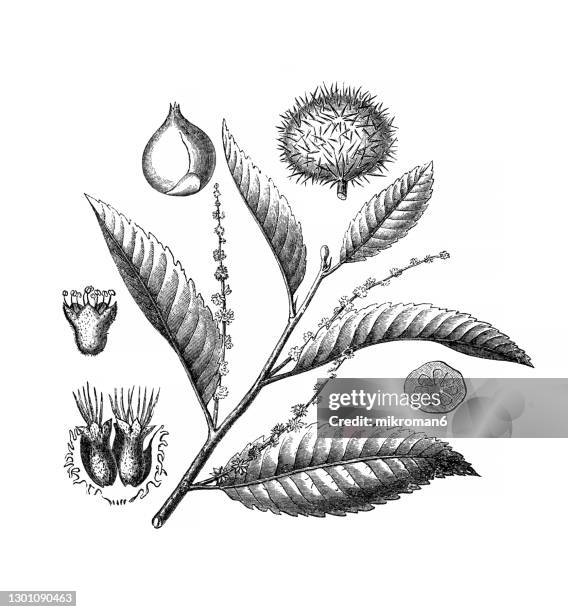 old engraved illustration of sweet chestnut, spanish chestnut or chestnut (castanea sativa) - maroni stock-fotos und bilder