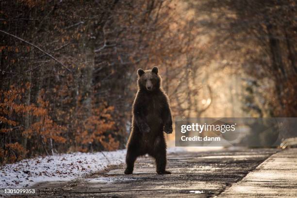 brown bear on the road in the forest between winter and autumn season - romania bear stock pictures, royalty-free photos & images