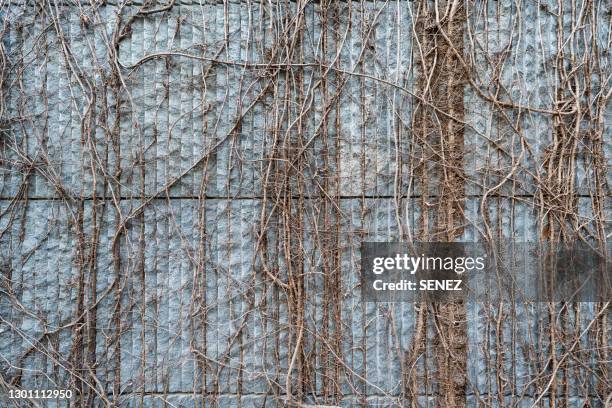 creeper plants on wall during autumn - dead vines stock pictures, royalty-free photos & images