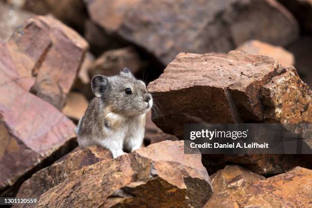 collared pika - pika - fotografias e filmes do acervo