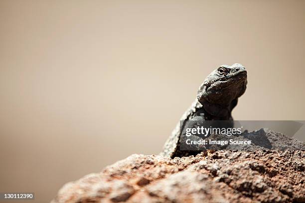 iguane du désert de death valley, dans le nevada,, états-unis - great basin photos et images de collection