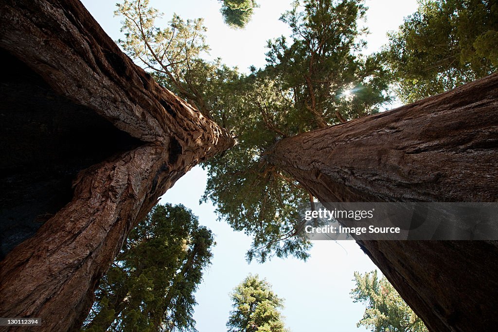 Giant sequoia trees, Sequoia National Park, California, USA