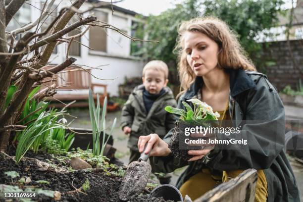 toddler watching mother plant primroses in flowerbed - winter woman showing stock pictures, royalty-free photos & images