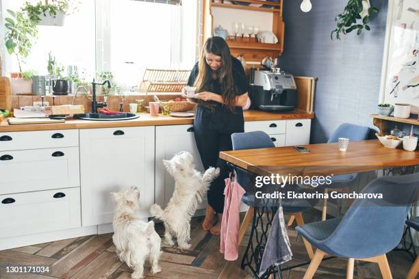 a young woman with long black hair stands in the kitchen with a cup of coffee and looks at her pet, white terrier, west highland dog - west highland white terrier stock pictures, royalty-free photos & images