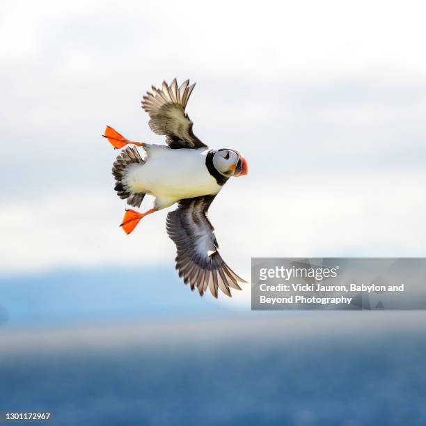 adorable puffin close up against water and sky on grimsey island, iceland - icelands grimsey island photos et images de collection