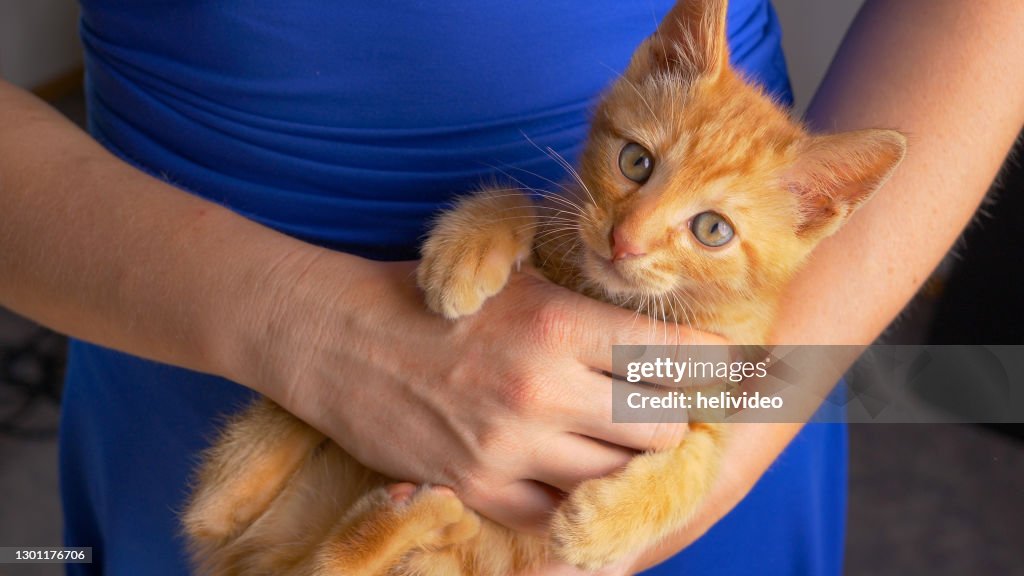 PORTRAIT: Cute shot of a frisky little baby cat during playtime with its owner.