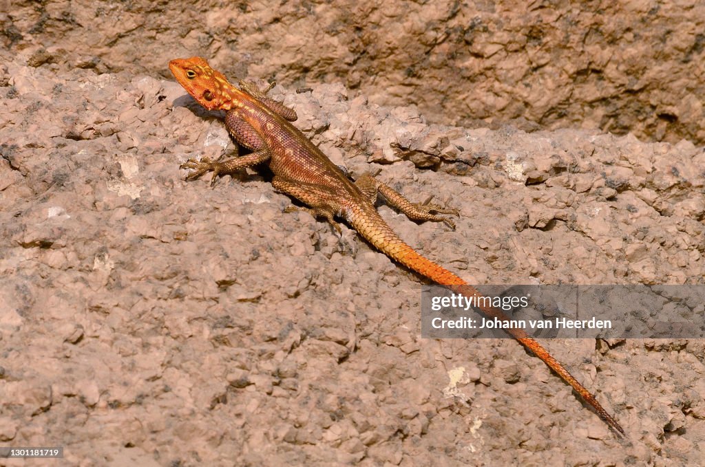 Namibian Rock Agama (Agama planiceps)