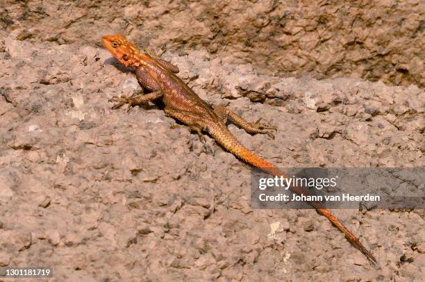 Namibian Rock Agama  High-Res Stock Photo