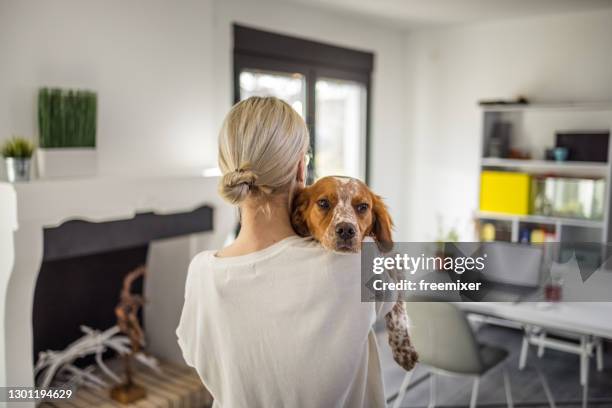 リビングルームで彼女の犬を運んでいる間、女性のバックビュー - ブリタニースパニエル ストックフォトと画像