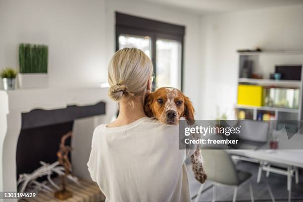 back view of woman while carrying her dog in living room - brittany spaniel stock pictures, royalty-free photos & images