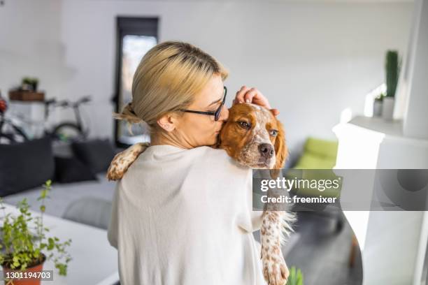 back view of woman while carrying her dog in living room - brittany spaniel stock pictures, royalty-free photos & images