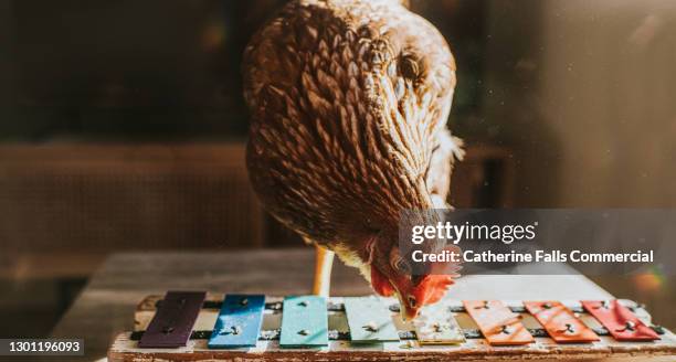 chicken playing a colourful glockenspiel - chicken bird stock pictures, royalty-free photos & images