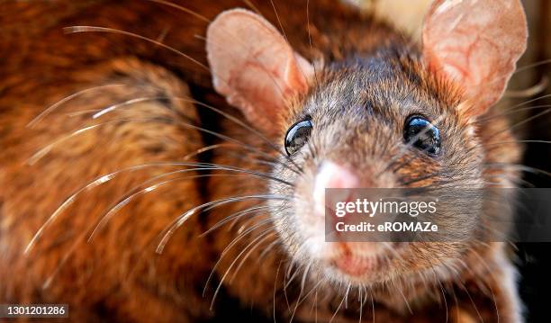 mouse portrait - whisker stock pictures, royalty-free photos & images