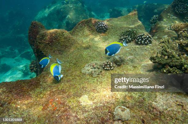 group of tropical fish powder blue tang (acanthurus leucosternon) eating algae from the coral - powder blue tang stockfoto's en -beelden