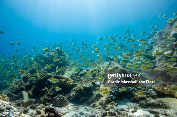 school of yellow convict tangs fish (acanthurus triostegus). seychelles - doktorfisch stock-fotos und bilder