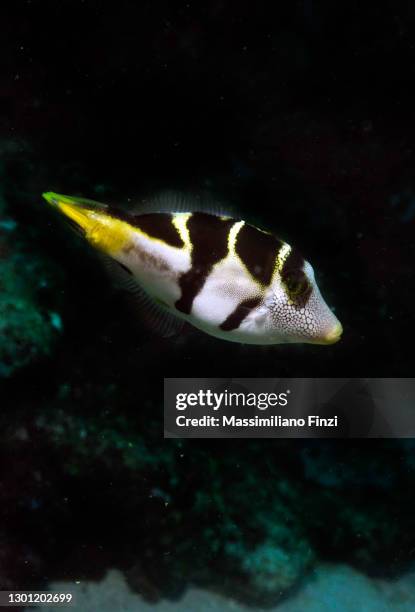 Yellow File Fish 174 Yellow Puffer Fish Stock Photos, High-Res Pictures, and Images ...