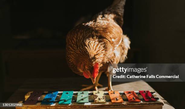 chicken playing a colourful glockenspiel - musical instrument stock-fotos und bilder