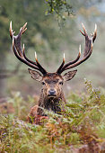 Red Deer stag looking through the autumn bracken in the countryside