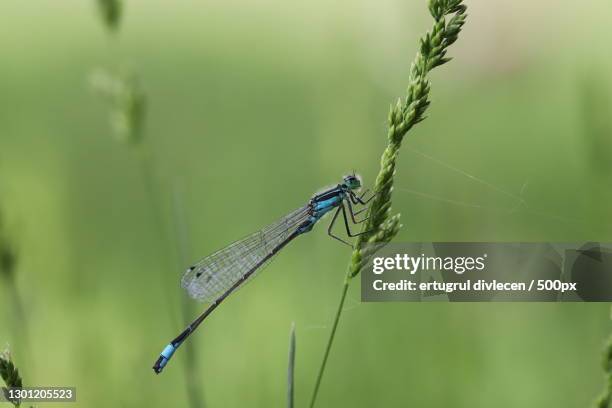 close-up of damselfly on plant - ertugrul stock pictures, royalty-free photos & images