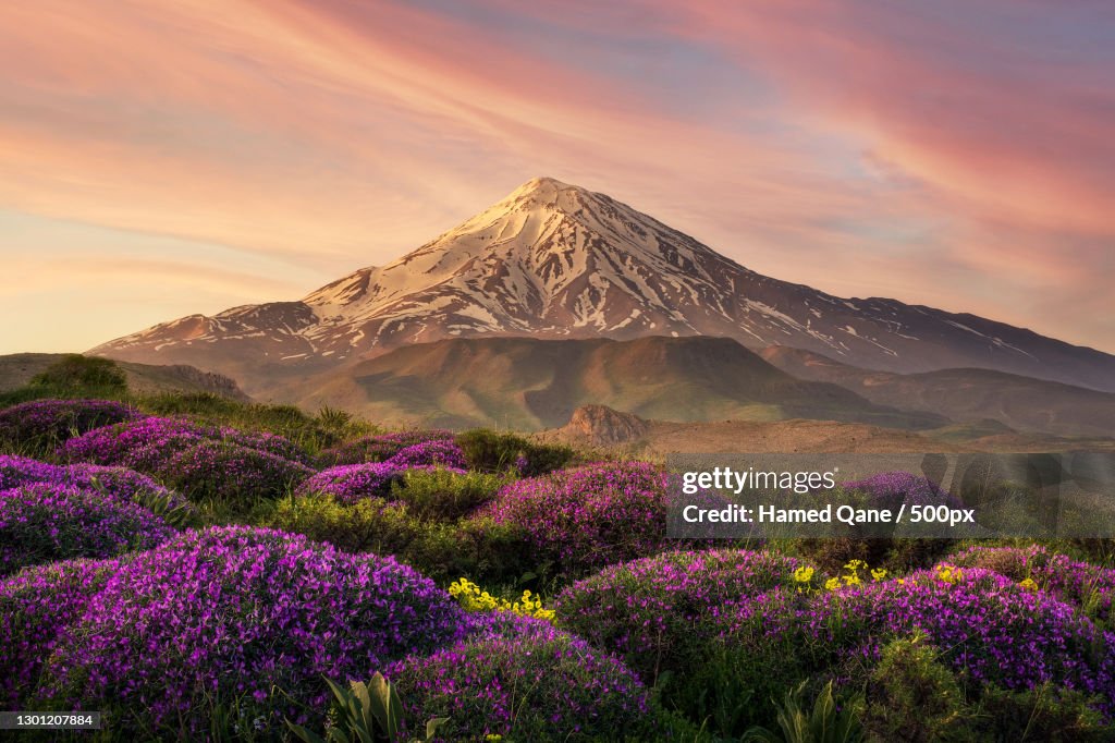 Scenic view of flowering plants on field against sky during sunset,Damavand,Tehran Province,Iran
