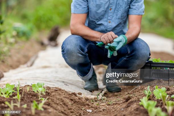 onherkenbare boer die tuinhandschoenen aantrekt - tuinhandschoen stockfoto's en -beelden