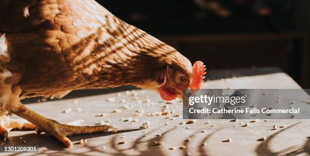 brown chicken eating corn feed - poultry feed stock pictures, royalty-free photos & images