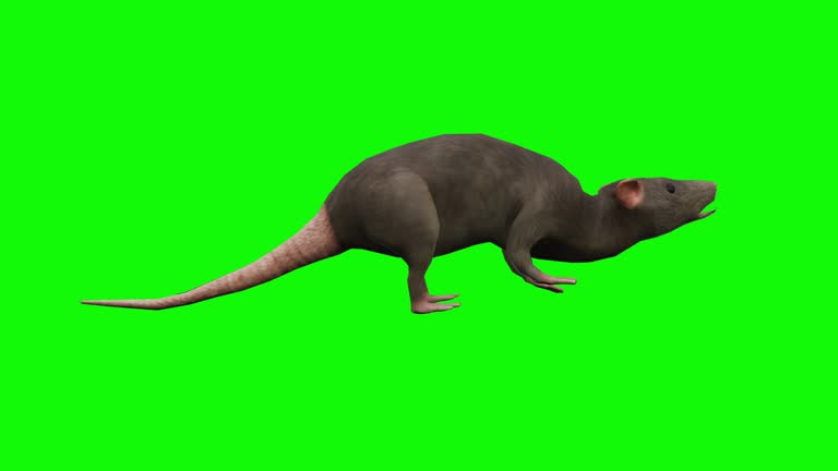 149 Rats Running Videos and HD Footage - Getty Images 149 Rats Running Videos and HD Footage - Getty Images