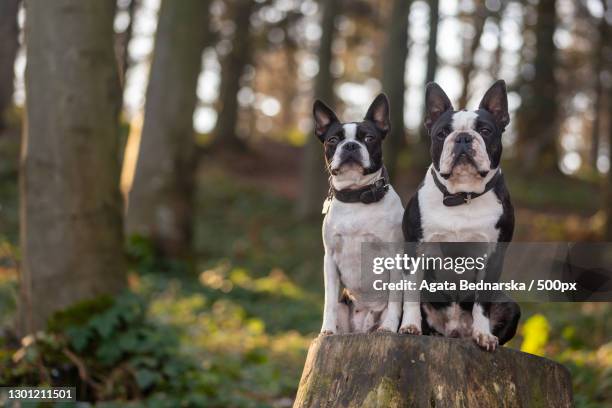 two boston terrier dogs in the forest,poland - boston terrier stock pictures, royalty-free photos & images
