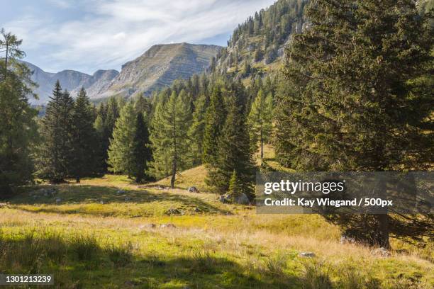 scenic view of pine trees on field against sky,spital am pyhrn,austria - spital am pyhrn stock pictures, royalty-free photos & images