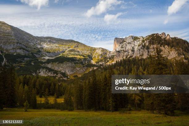 scenic view of pine trees against sky,spital am pyhrn,austria - spital am pyhrn stock pictures, royalty-free photos & images